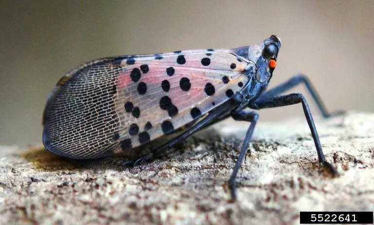 Invasive Spotted Lanternfly found in Georgia. Here's what to do if you see them.