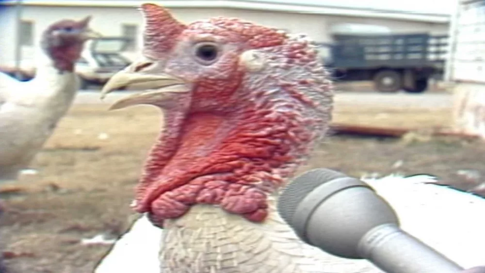 This sassy turkey strutted her way to Thanksgiving stardom in 1980