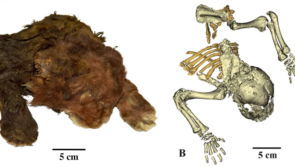 Baby saber-toothed cat mummy found in Siberia with intact skin, fur and toes is 'mind-blowing,' scientists say
