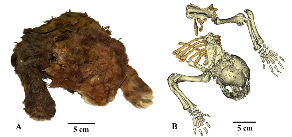 Baby saber-toothed cat mummy found in Siberia with intact skin, fur and toes is 'mind-blowing,' scientists say