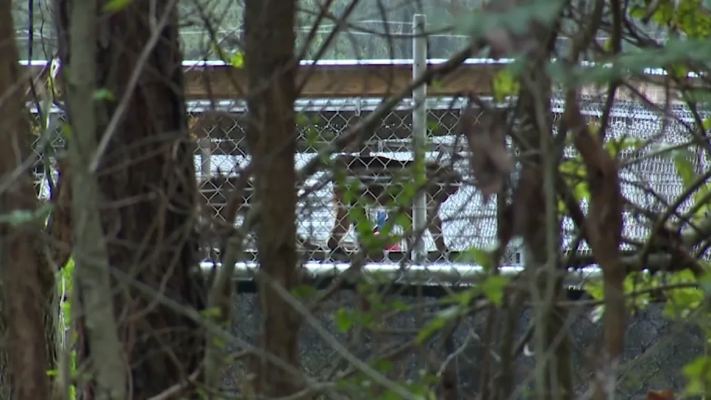 Several monkeys remain on loose after escaping Yemassee facility