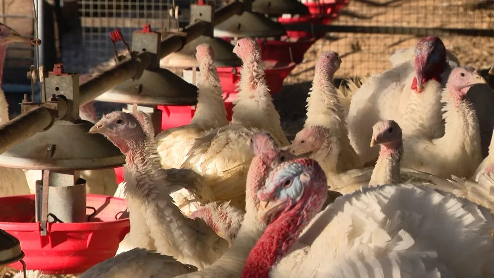 Local turkey farms in Maryland see uptick in production for Thanksgiving