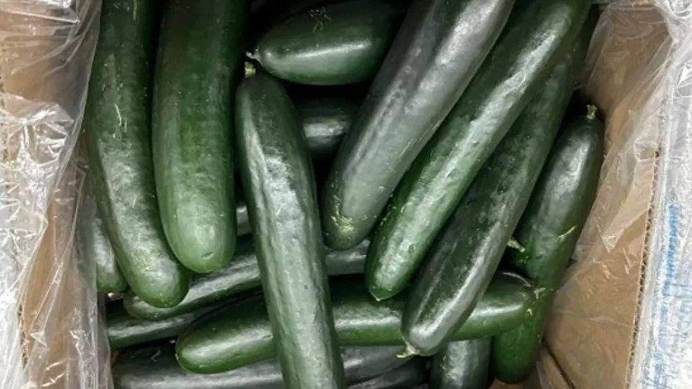 Cucumbers recalled after illnesses from salmonella contamination