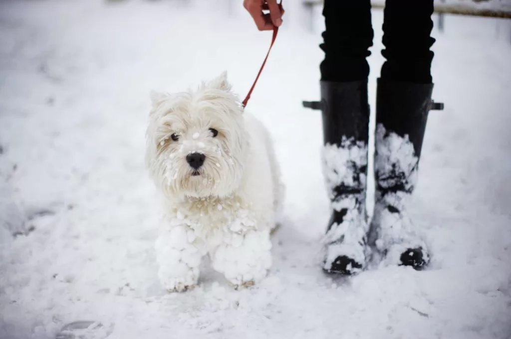 When is it too cold to walk your dog?