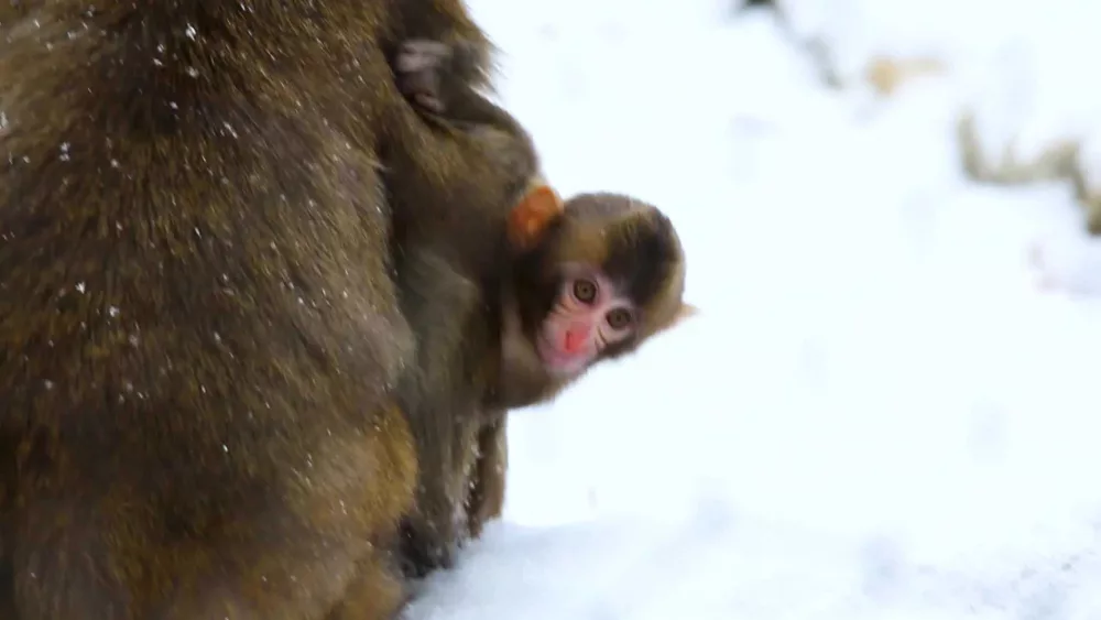 WATCH: Baby snow monkey at a zoo experiences snow for first time