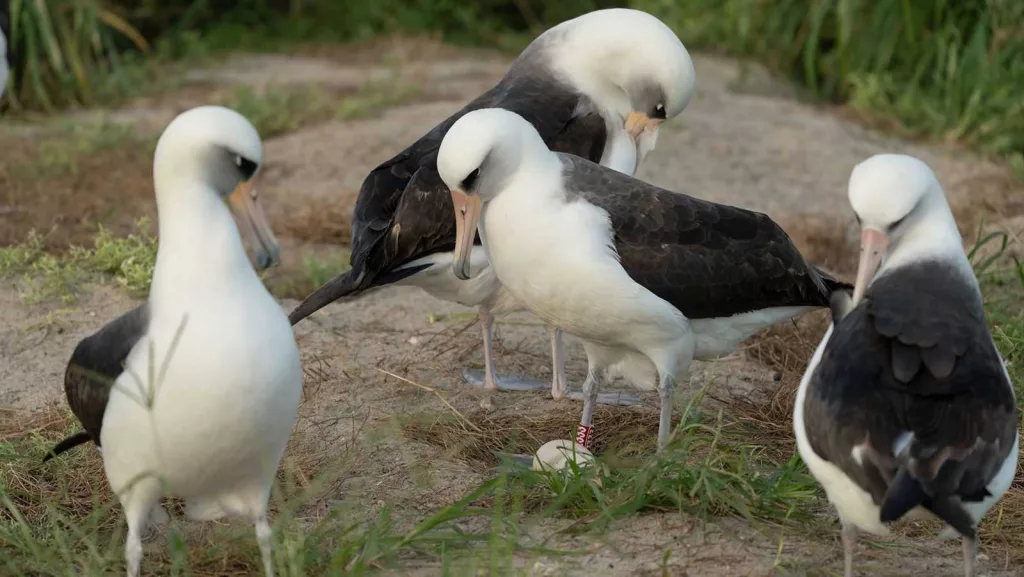 World's oldest known bird lays egg at the age of 74