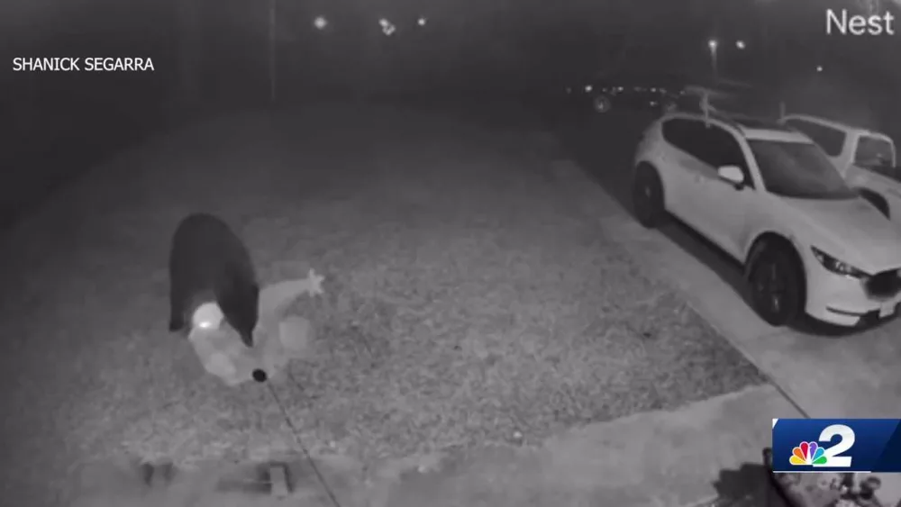 Holiday heist: Video shows bear stealing Grinch decoration in Florida
