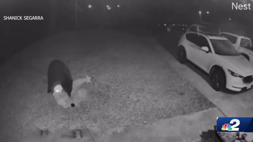 Holiday heist: Video shows bear stealing Grinch decoration in Florida