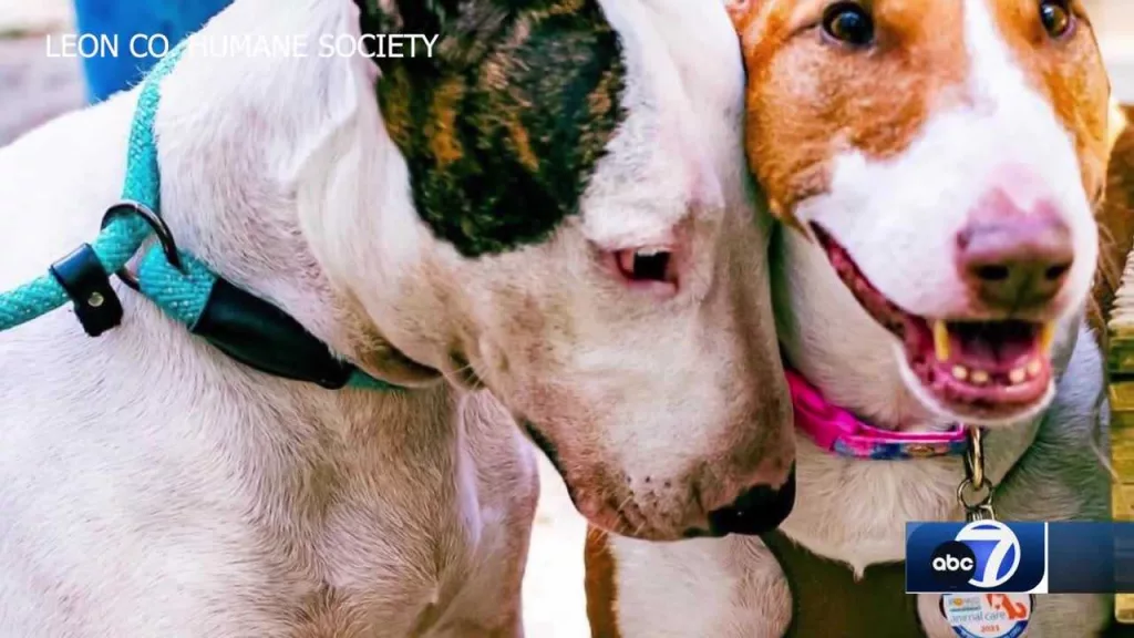 Dog rescued during Hurricane Milton finds forever home