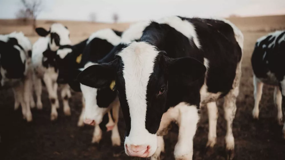 US government to begin expanded testing of milk supply to better track the spread of bird flu