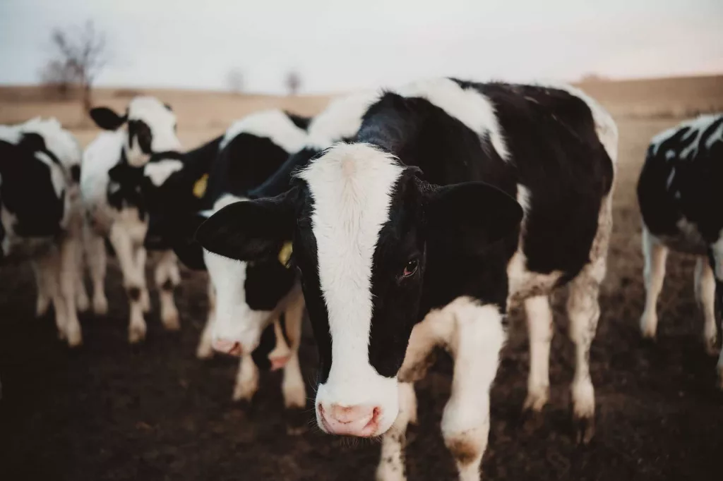 US government to begin expanded testing of milk supply to better track the spread of bird flu