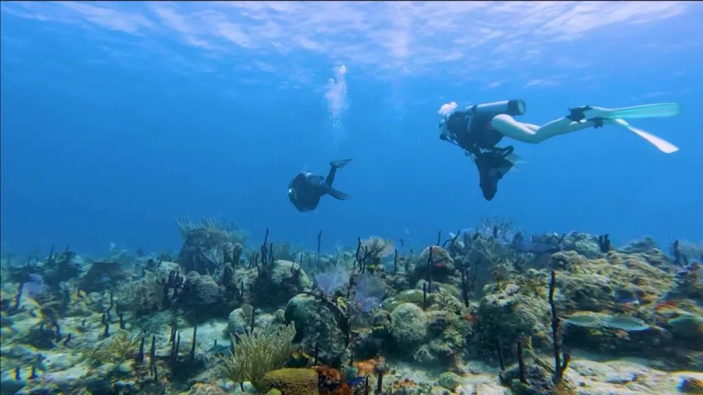 How human medicine aims to cure the world's worst coral disease