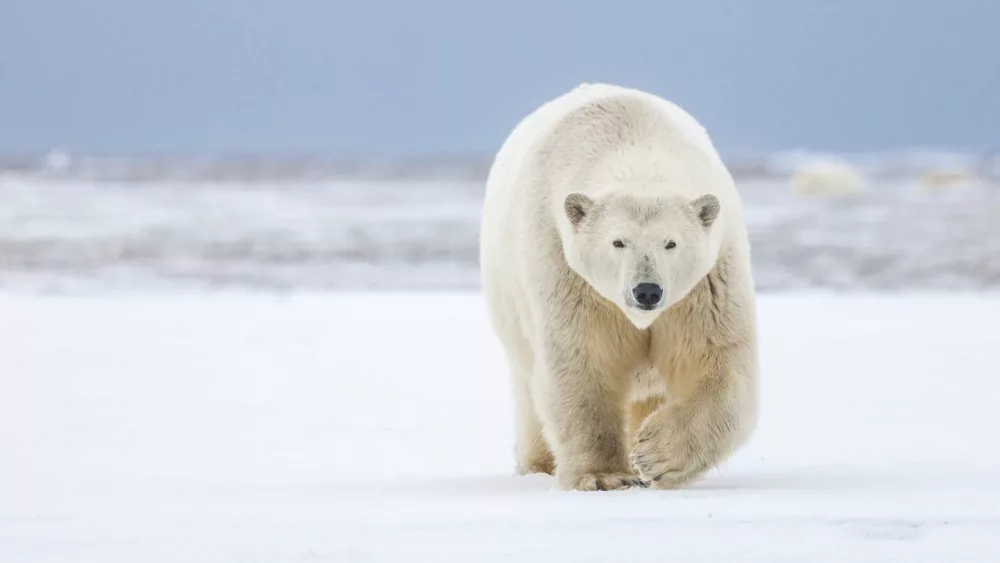 Man leaps on polar bear to save wife from attack