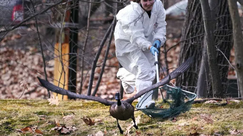 Rescuers rush to save geese and ducks soaked in oil due to spill in Boston river