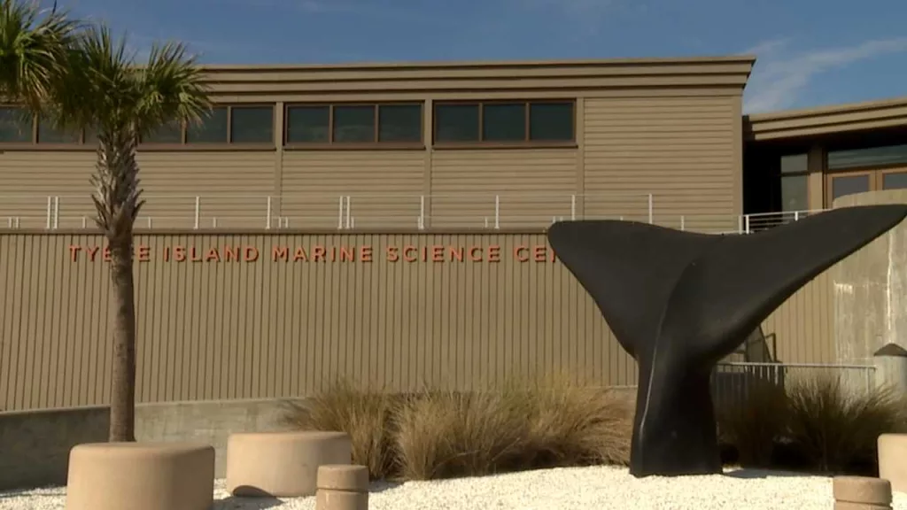 Whale Week: 'Our goal for Whale Week is to be immersed in Savannah'