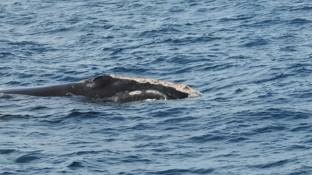 Name that whale! From Salsa to WALL-E, these 20 right whales have just been named