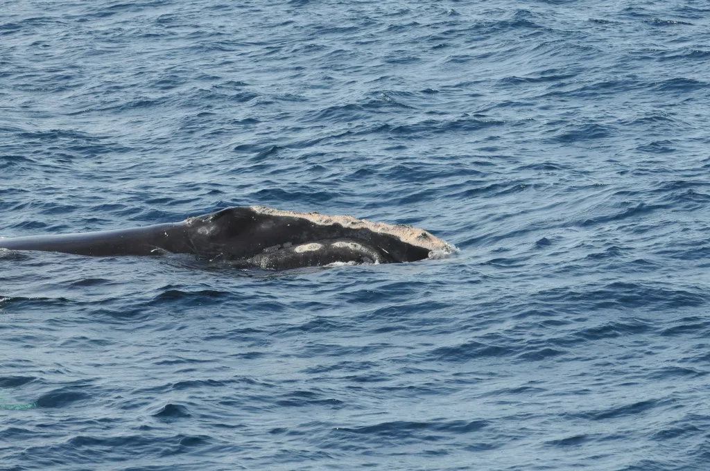 Name that whale! From Salsa to WALL-E, these 20 right whales have just been named