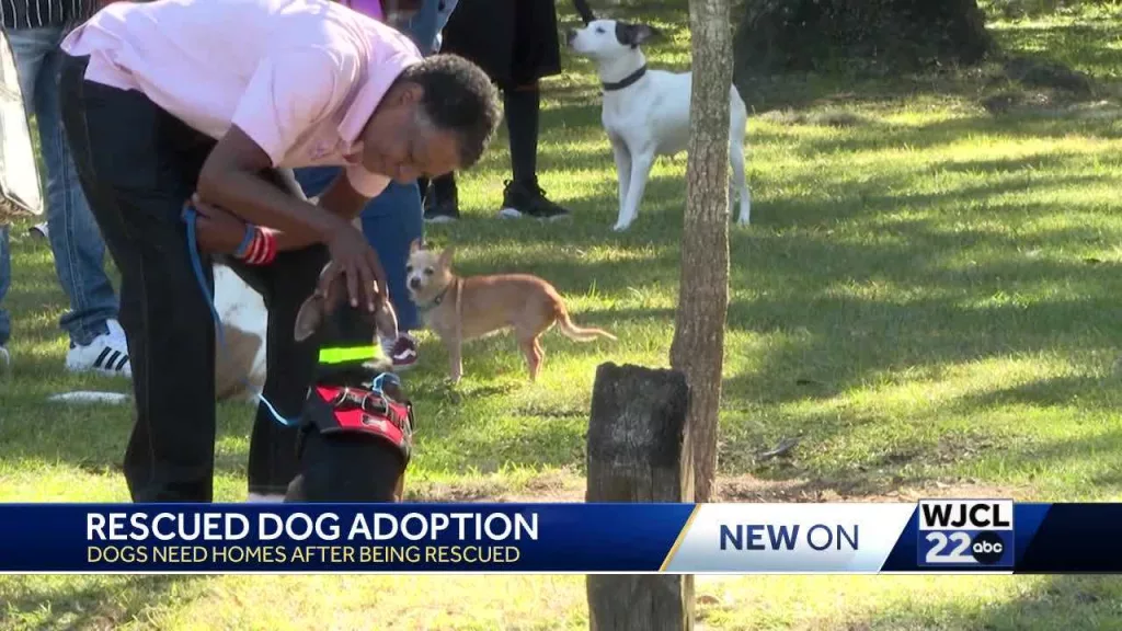 Homes needed for dogs from Georgia animal shelter after director’s arrest