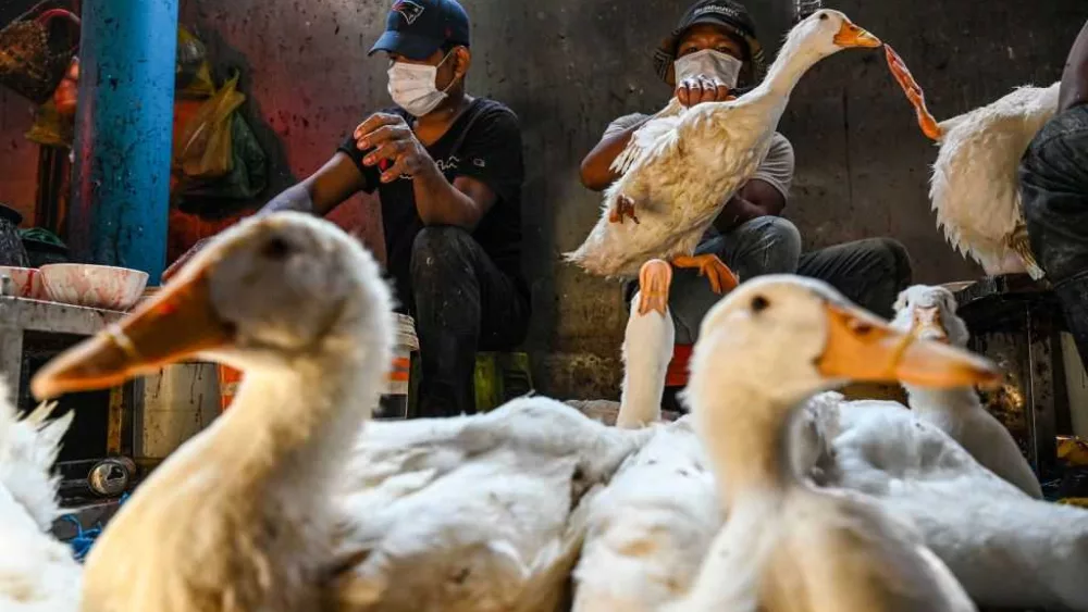 A single mutation could send a catastrophic contagion from bird flu to humans