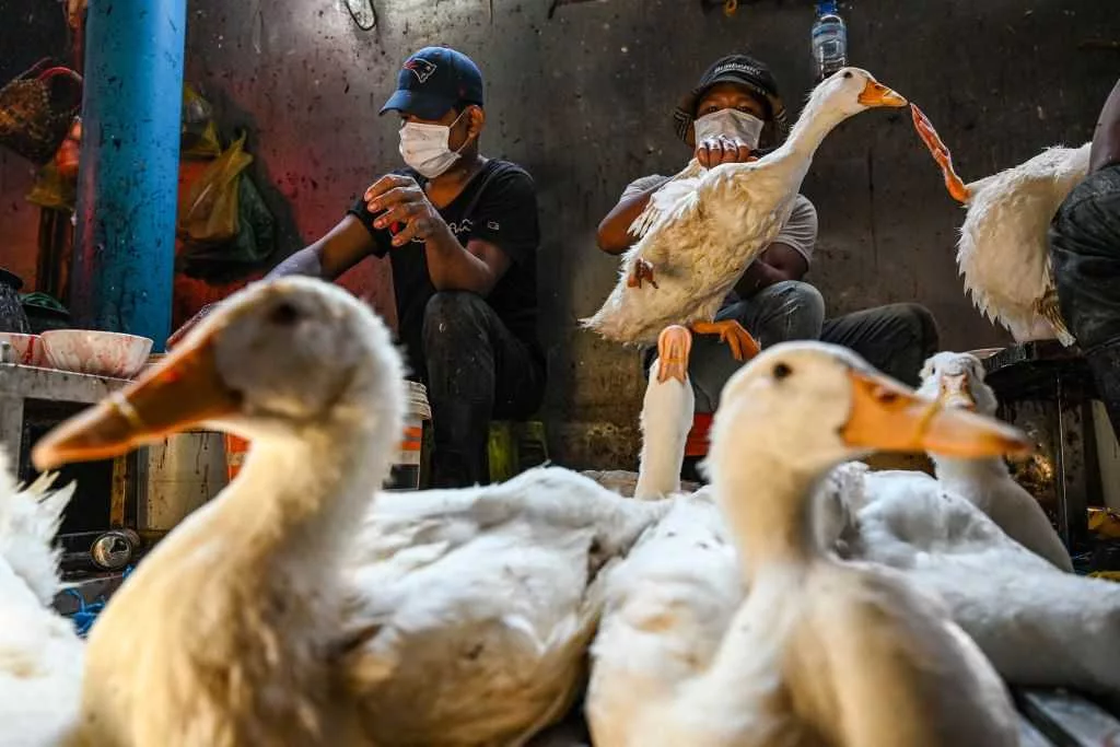 A single mutation could send a catastrophic contagion from bird flu to humans
