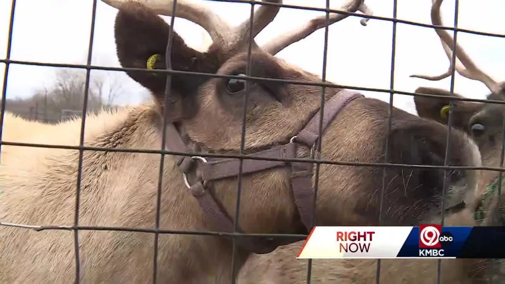 See how this reindeer farm brings holiday magic