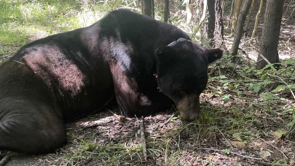 Massive black bear breaks record as it roams Mississippi