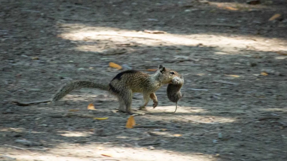 California squirrels are eating another rodent for the first time, new study finds