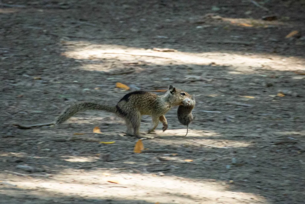 California squirrels are eating another rodent for the first time, new study finds