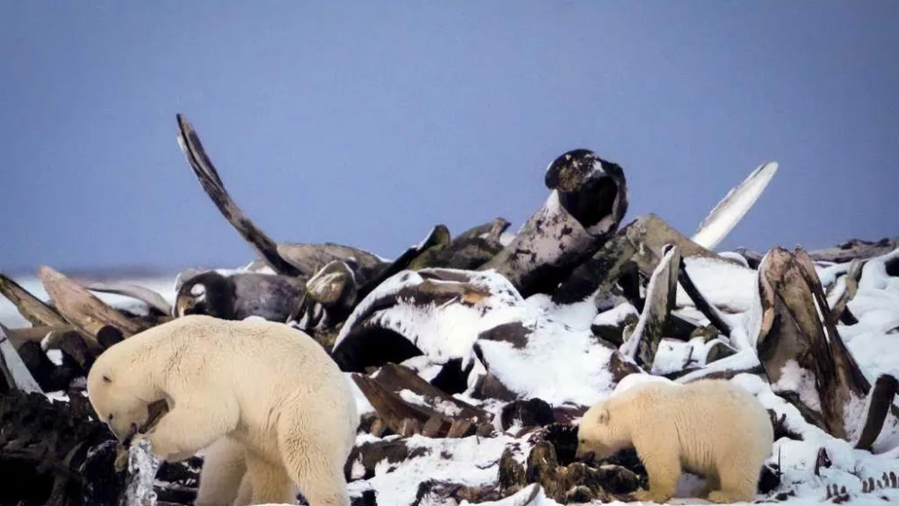 PHOTOS: AP photographers capture stunning scenes of nature and wildlife in 2024