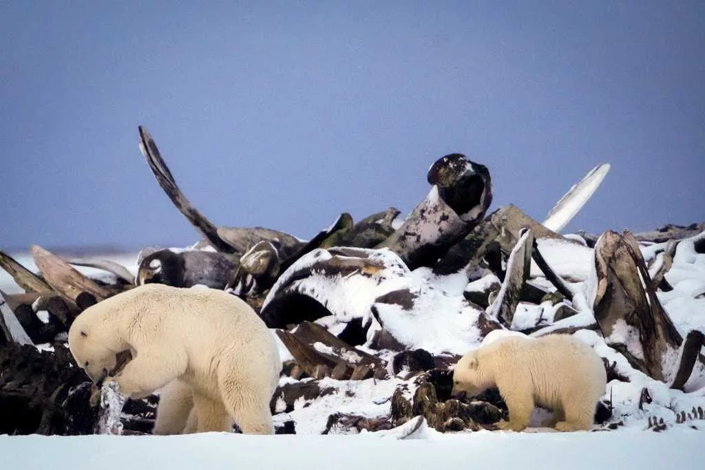 PHOTOS: AP photographers capture stunning scenes of nature and wildlife in 2024