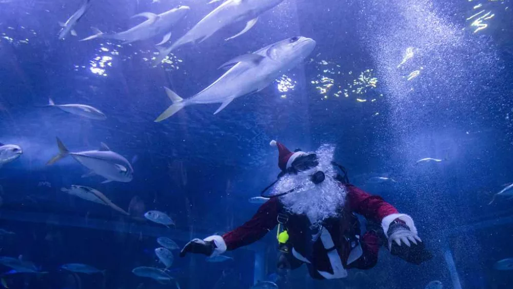 Santa Claus joins sharks for a holiday swim