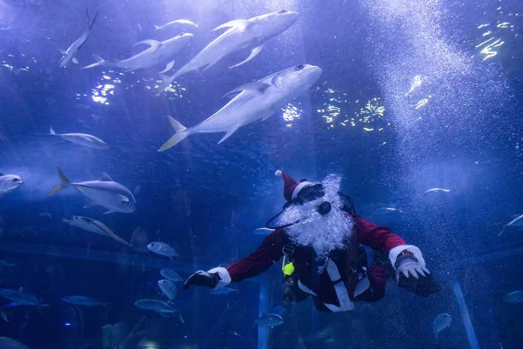 Santa Claus joins sharks for a holiday swim