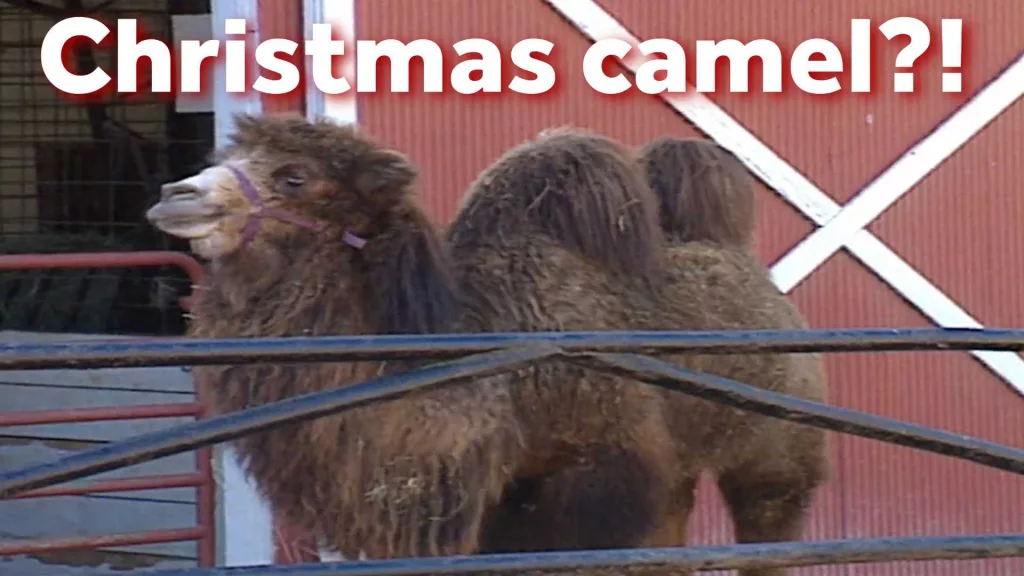 Retro Holiday Roundup: Christmas camels, tacky gifts and more