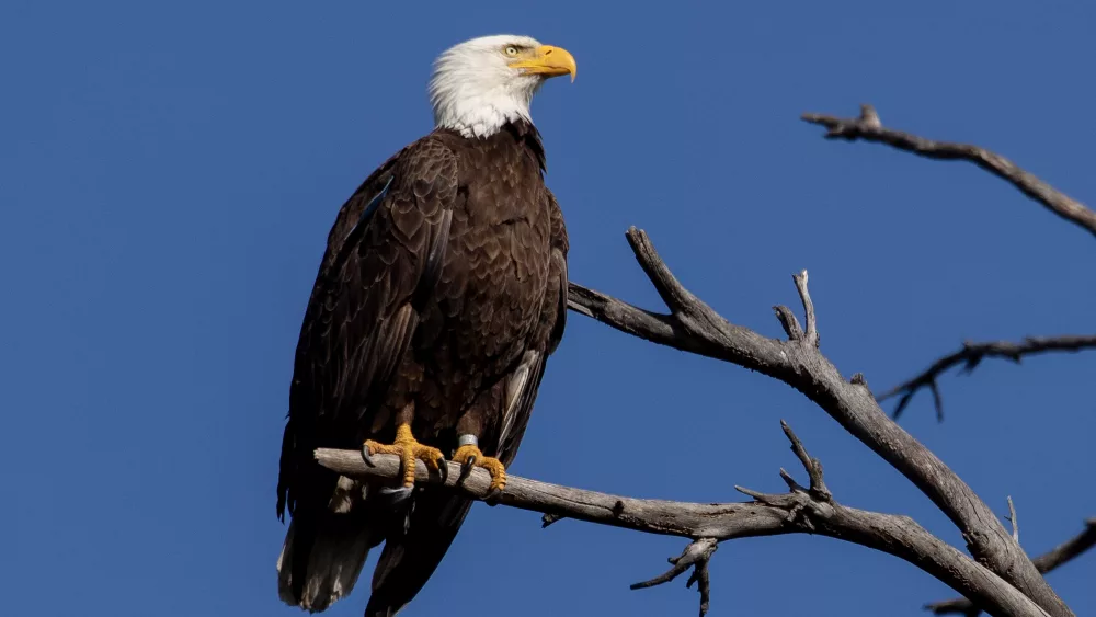 Bald eagle officially recognized as the US national bird