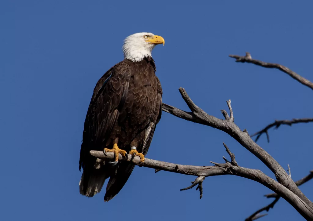 Bald eagle officially recognized as the US national bird