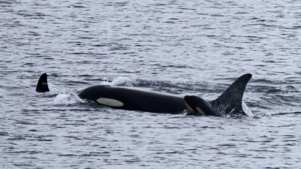 Orca carried her dead calf for 17 days. She now has a new baby