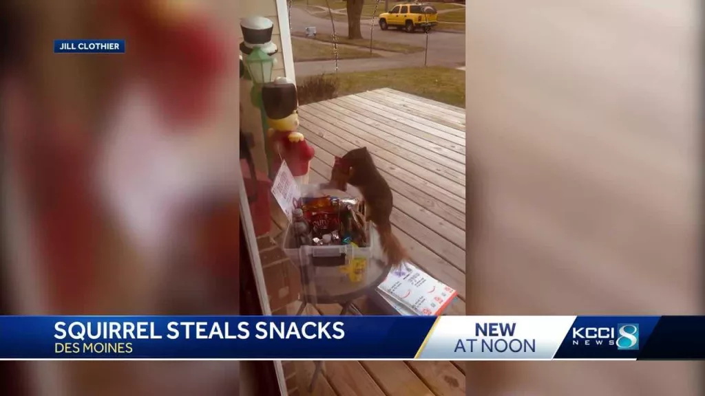 WATCH: Furry porch pirate swipes snacks meant for delivery drivers