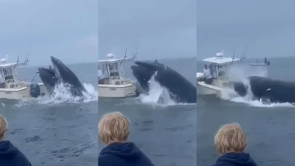 WATCH: Wild videos that wowed the world in 2024
