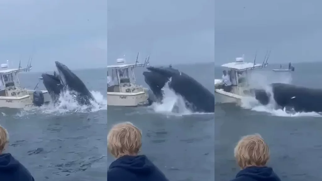 WATCH: Wild videos that wowed the world in 2024