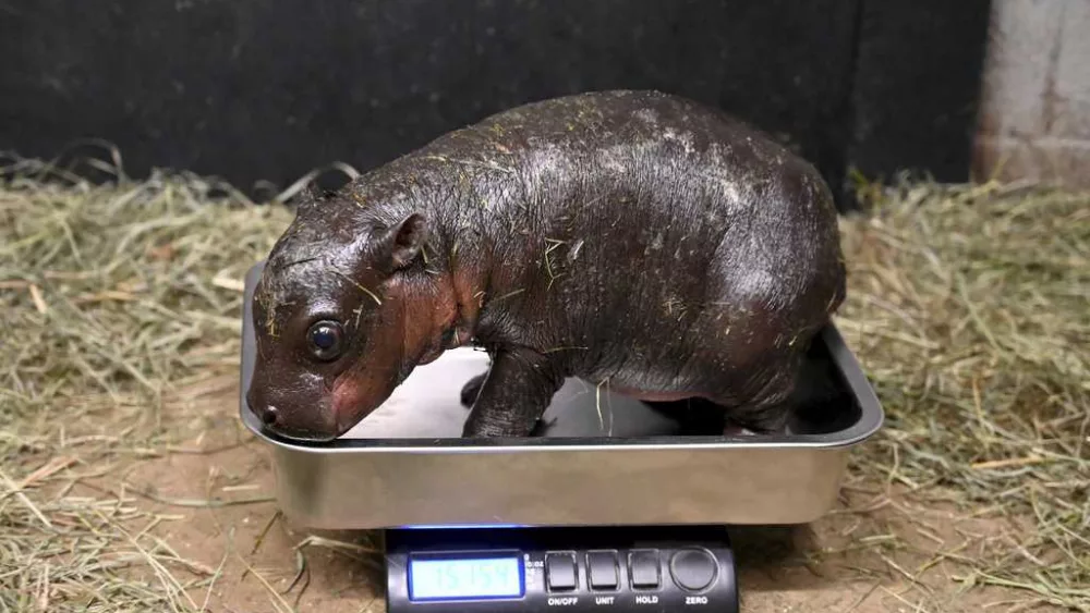A Virginia zoo welcomes newborn pygmy hippopotamus as year ends