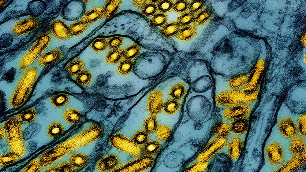 Genetic mutations in H5N1 bird flu raise transmission concerns