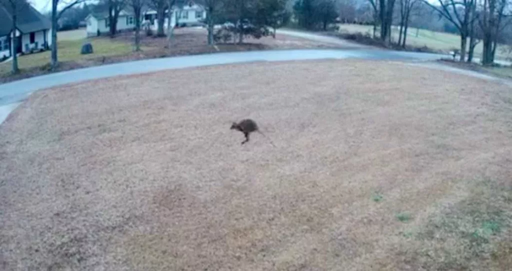 wallaby-video-before-recapture-in-simpsonville-676ef47c73550