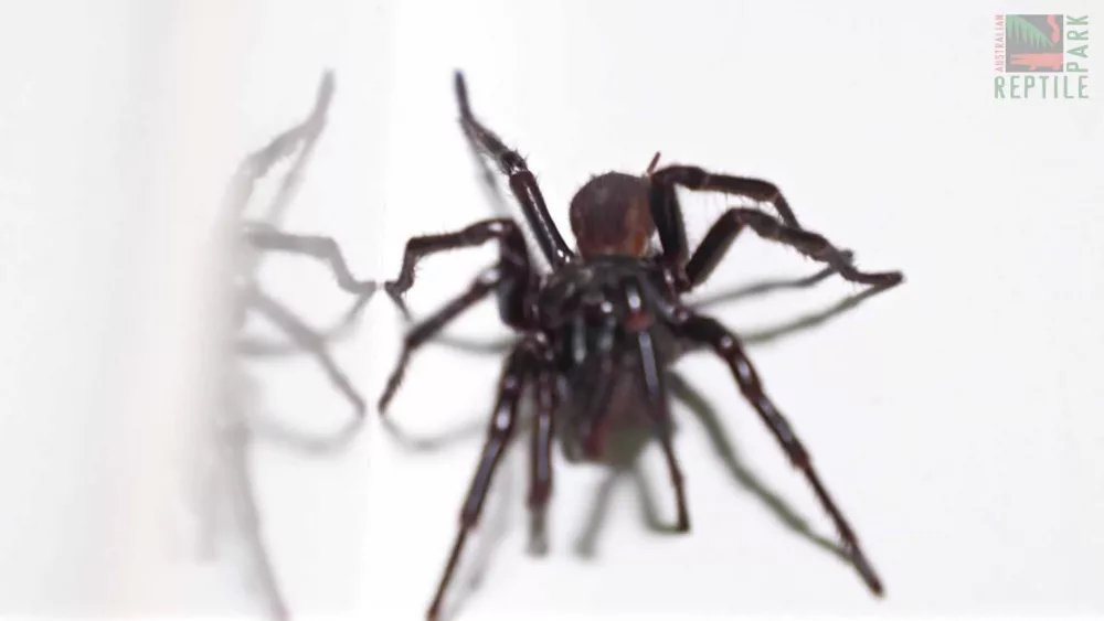 Australian zoo finds its biggest-ever funnel-web spider. Its name is Hemsworth