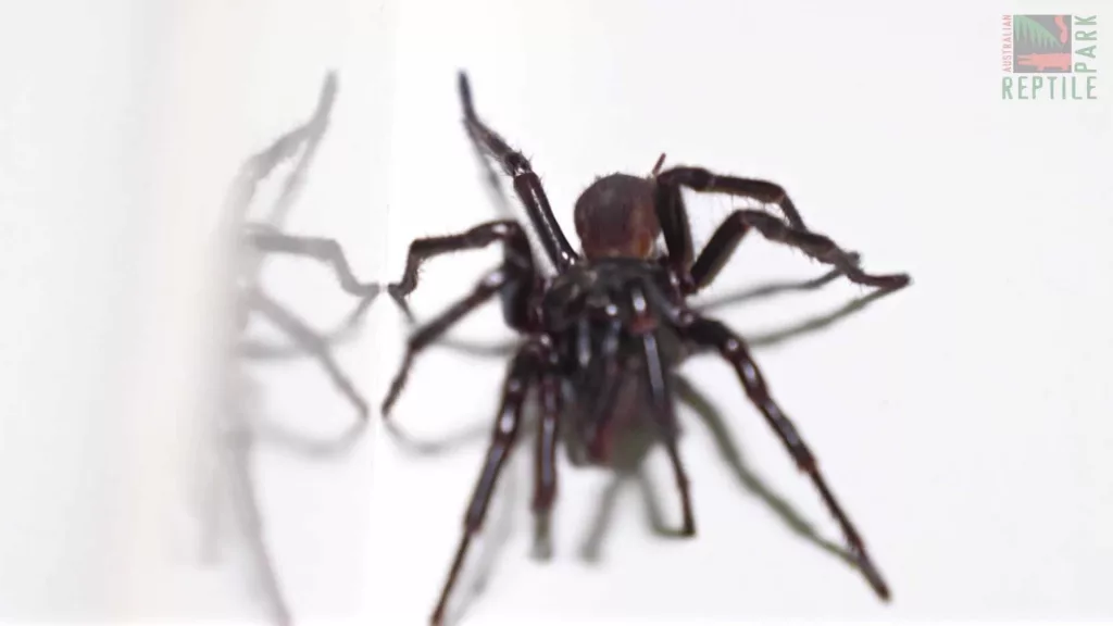 Australian zoo finds its biggest-ever funnel-web spider. Its name is Hemsworth