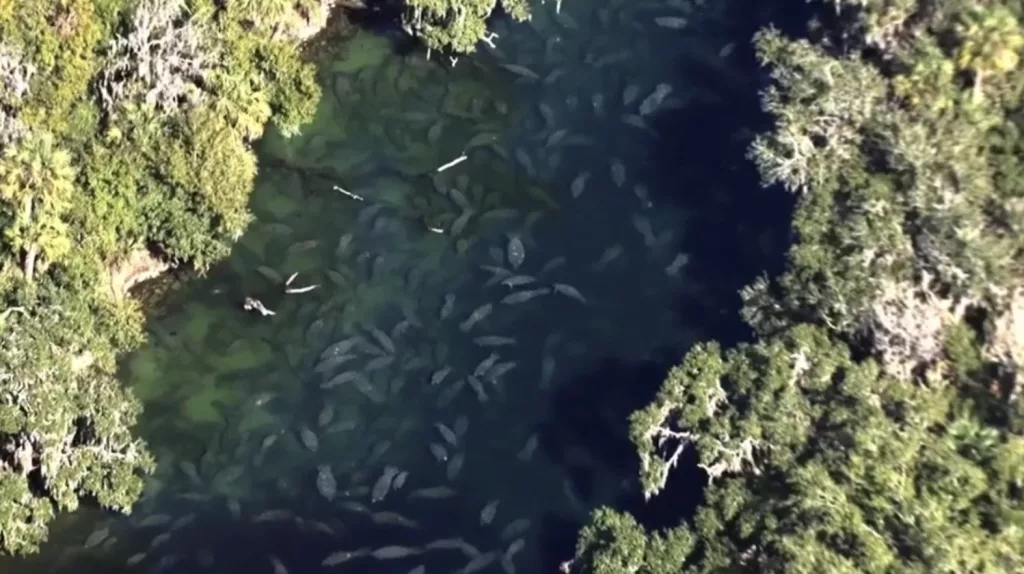 3 rescued manatees rehabbed in Ohio spotted together at Florida spring 2 years later