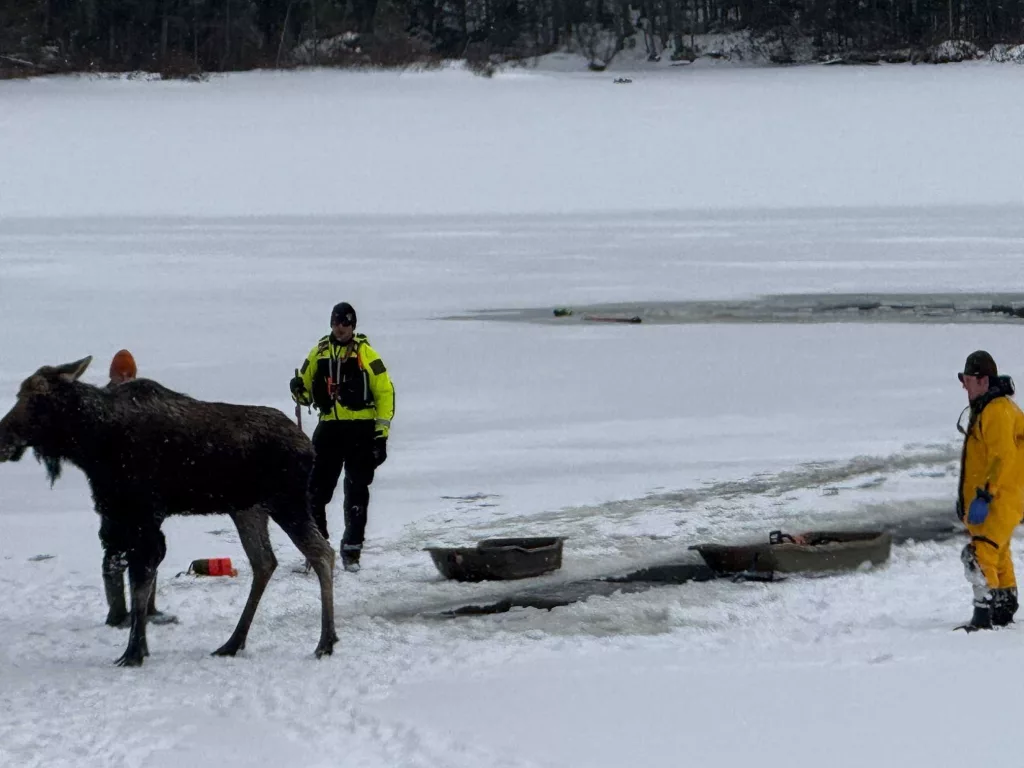 New York forest rangers help moose stuck in frozen lake to shore