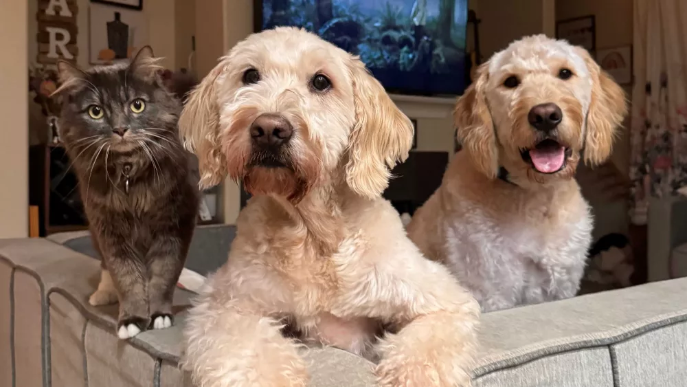 Bird flu: Certain kinds of pet food may put animals and people at risk