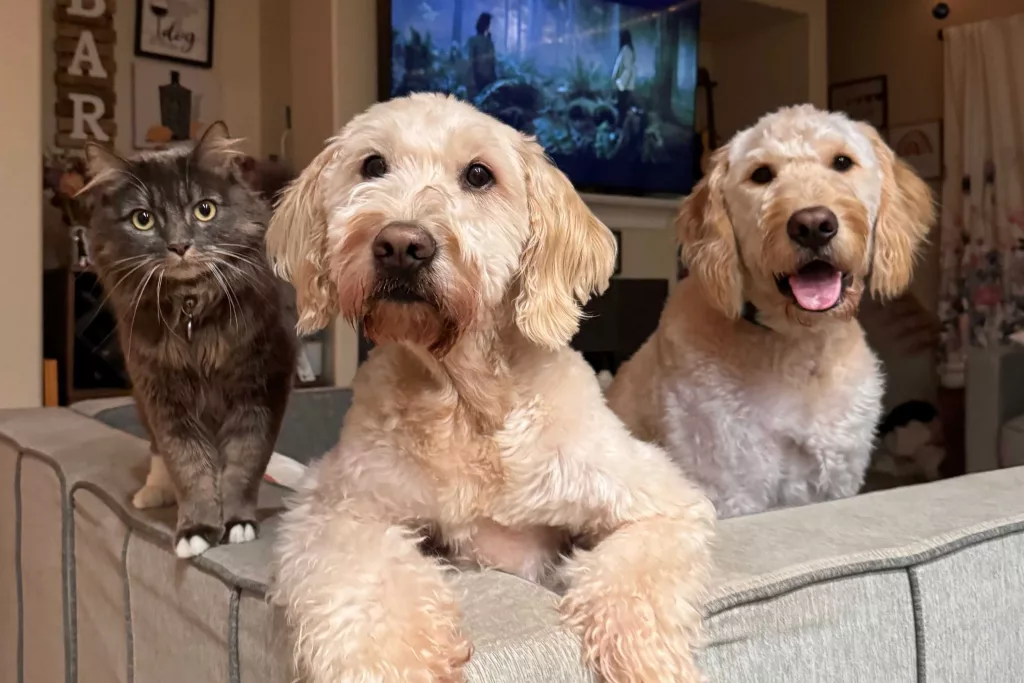 Bird flu: Certain kinds of pet food may put animals and people at risk