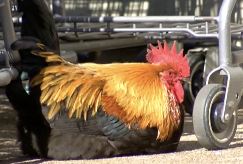 ‘He’s just a joy’: Texas community embraces rooster that mysteriously showed up near grocery store