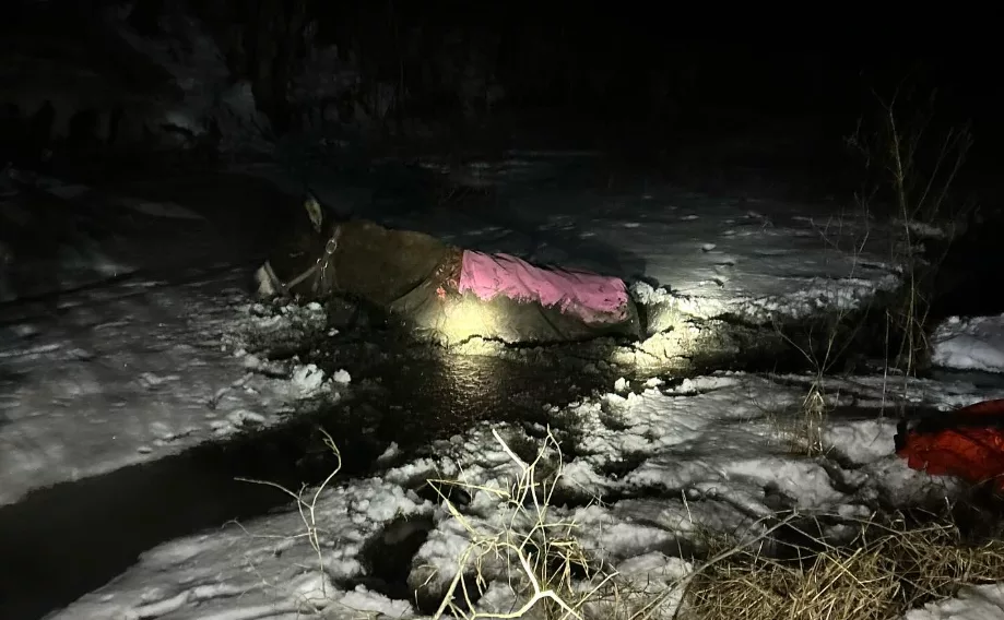 Donkey rescued from icy pond by Pennsylvania first responders